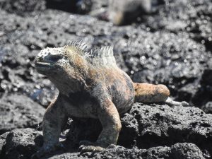 Galapagos Islands Tour