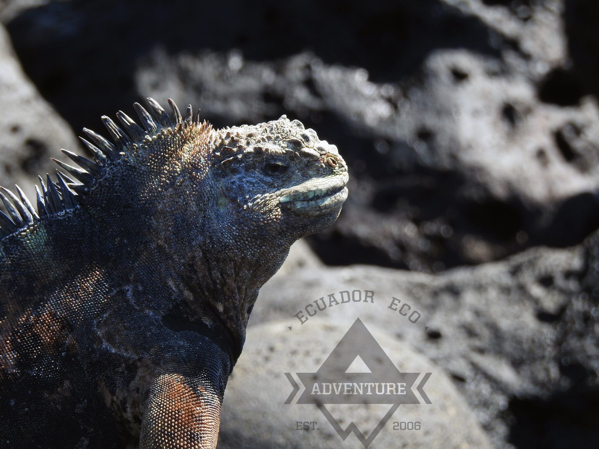 Galapagos Island Hopping