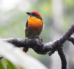 Ecuador Birdwatching Tours