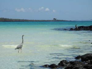 Galapagos Islands Tour