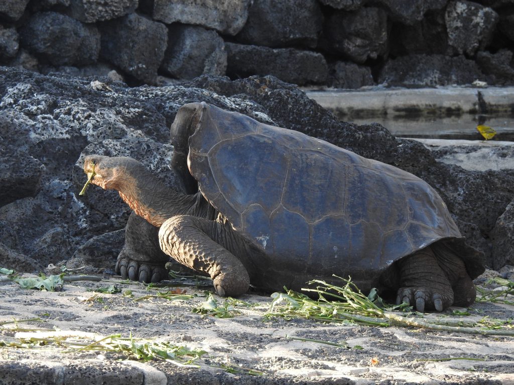 Galapagos Islands Tour