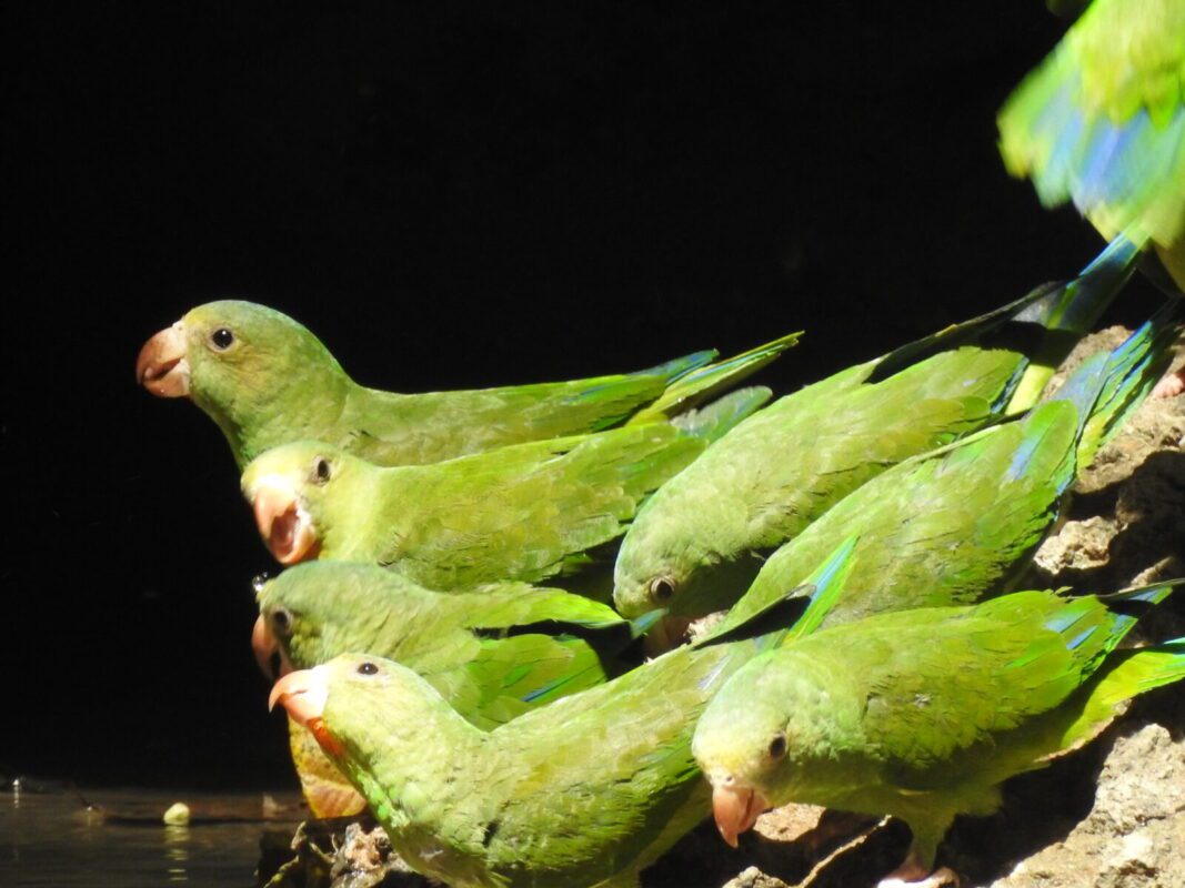 Yasuni Rainforest Tour