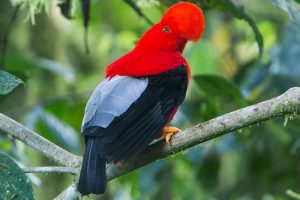 Ecuador Birdwatching Tours
