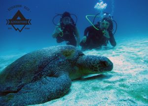 Galapagos Diving Tour