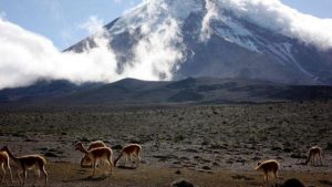 Vicuna Trek