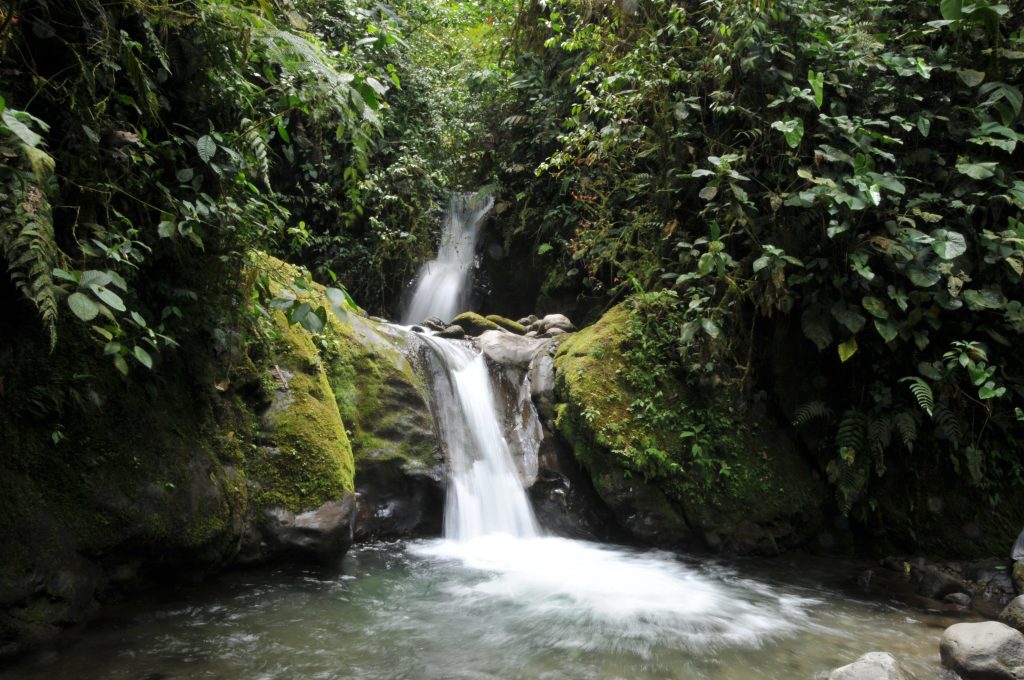 Mindo Cloud Forest