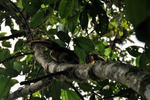 Mindo Cloud Forest