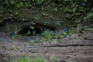 A la découverte du Yasuni