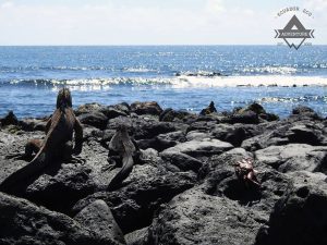 Travel to Galapagos Islands