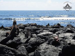 Galapagos Islands Tours