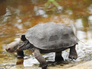 Best Time to Visit Galapagos islands