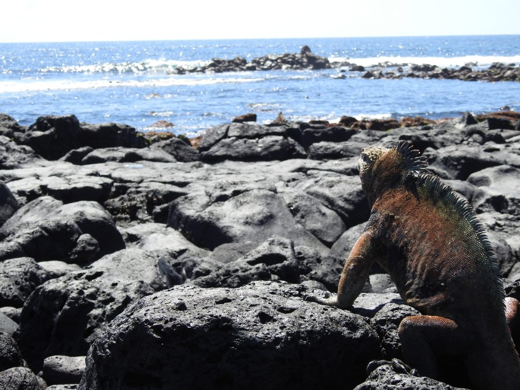 Travel to Galapagos Islands