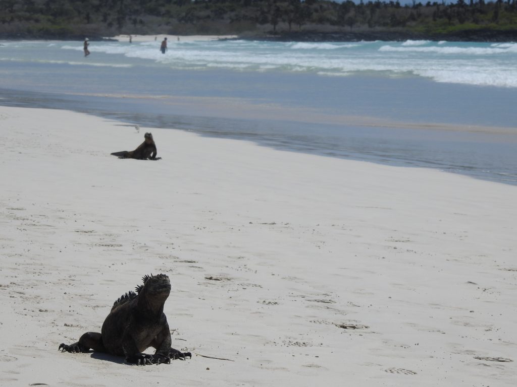 Best time to visit Galapagos Islands