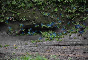 Exploring Yasuni Rainforest 2021