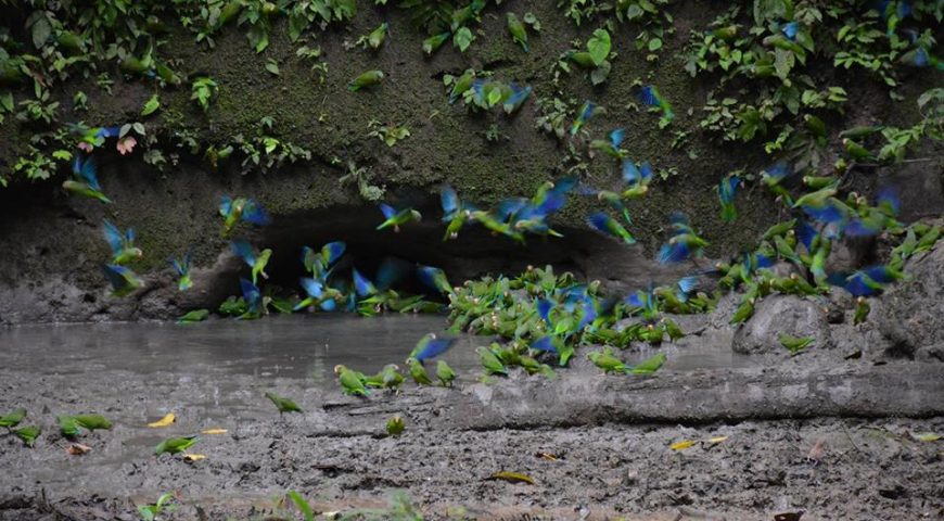 Exploring Yasuni Rainforest 2021