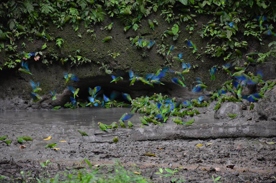 Ecuador Eco Birding