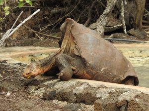 Viajar a las Islas Galápagos