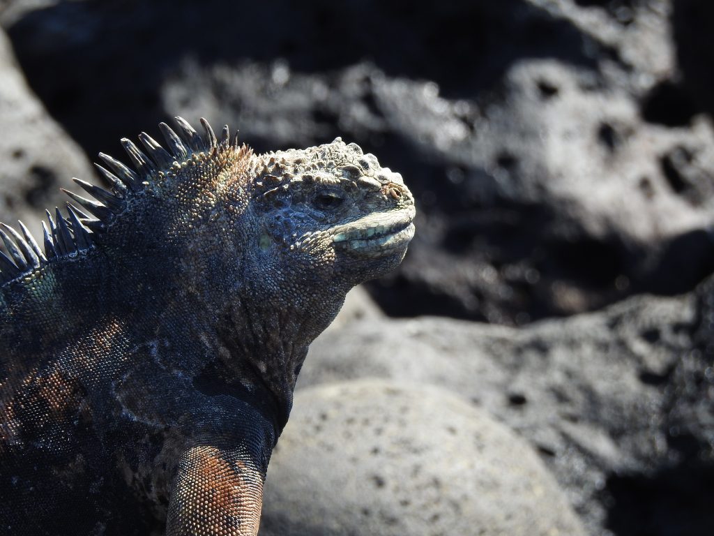 Travel to the Galapagos Islands