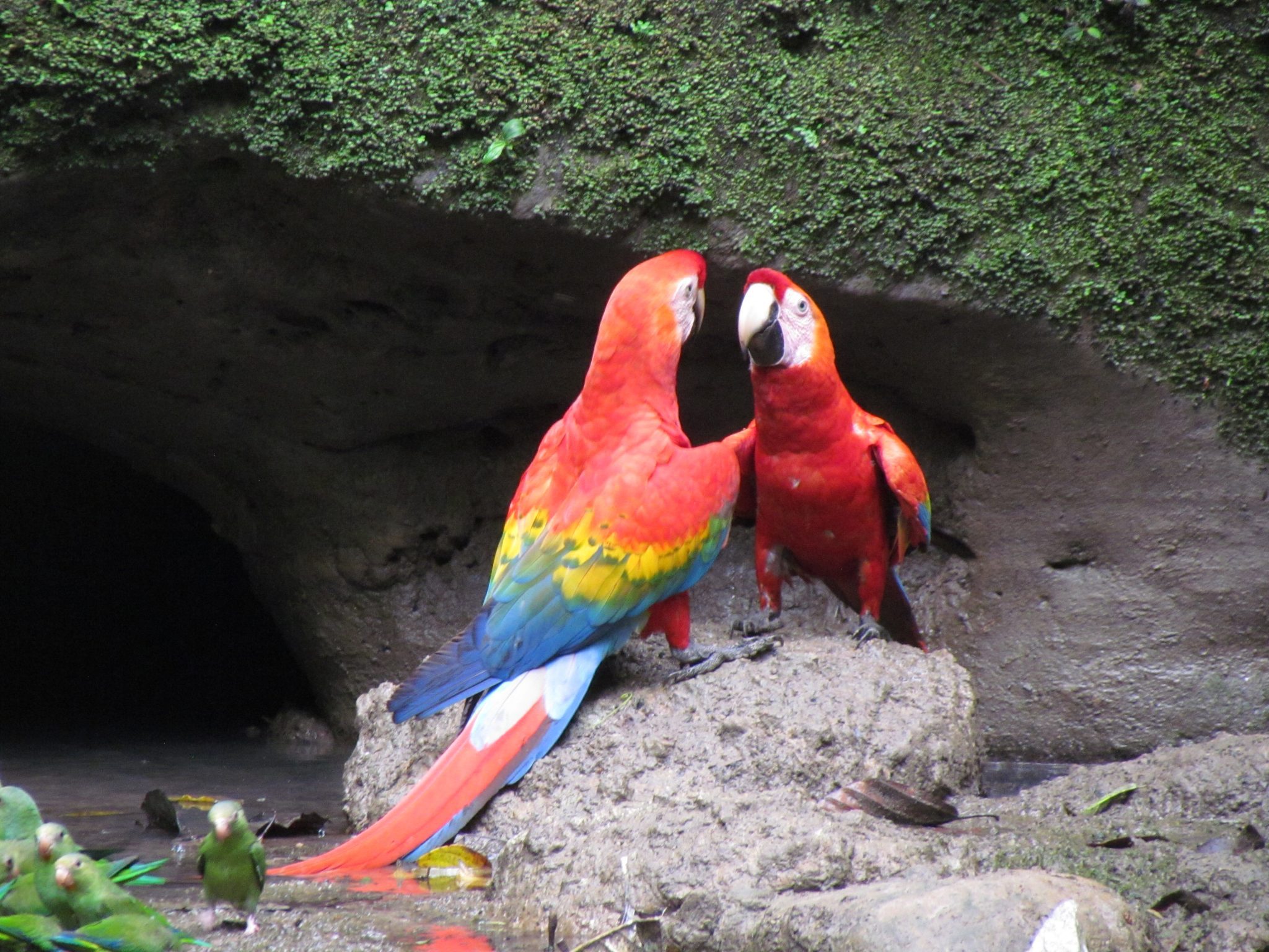 Ecuador Eco Birding