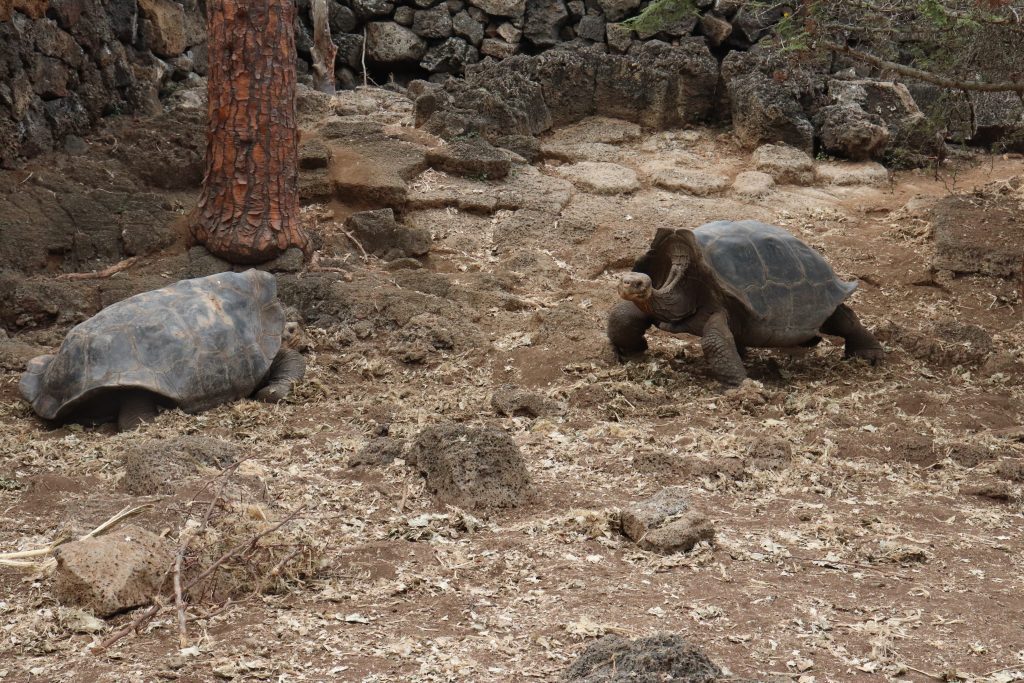 Visit Santa Cruz - Galapagos Islands