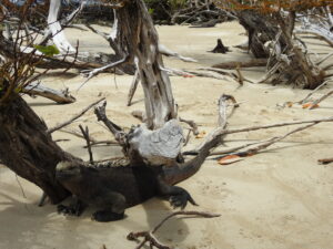 Is it safe to travel to the Galapagos Islands