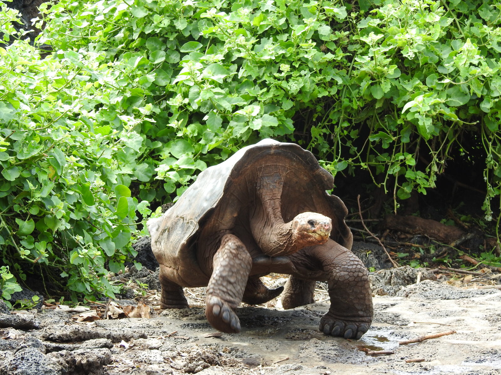 Galapagos islands