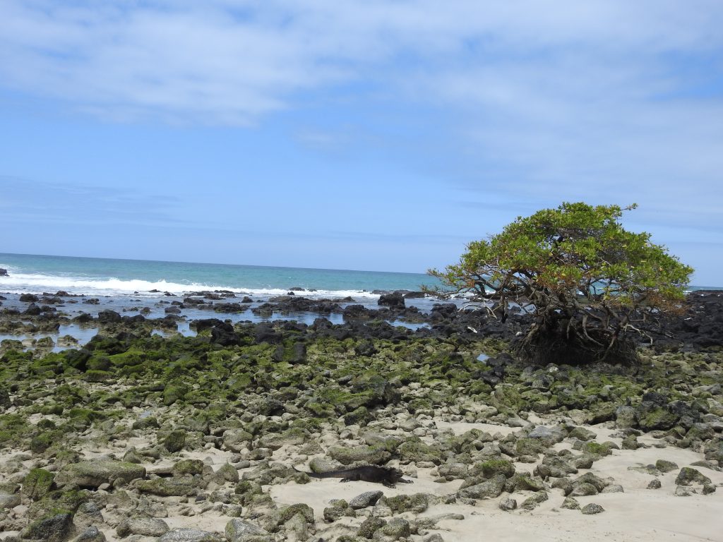 Plan Your Dream Trip to the Galápagos Islands