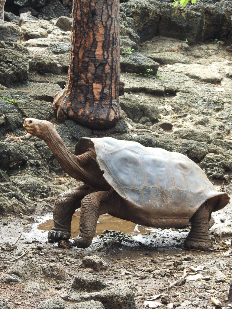 How to Plan an Unforgettable 5-Day Galápagos Trip