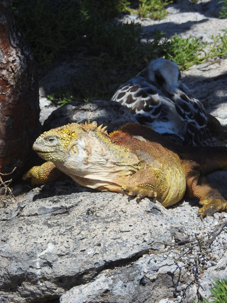 How to Plan an Unforgettable 5-Day Galápagos Trip
