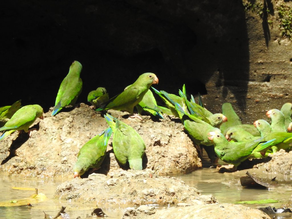 Explore Yasuní and Cuyabeno
