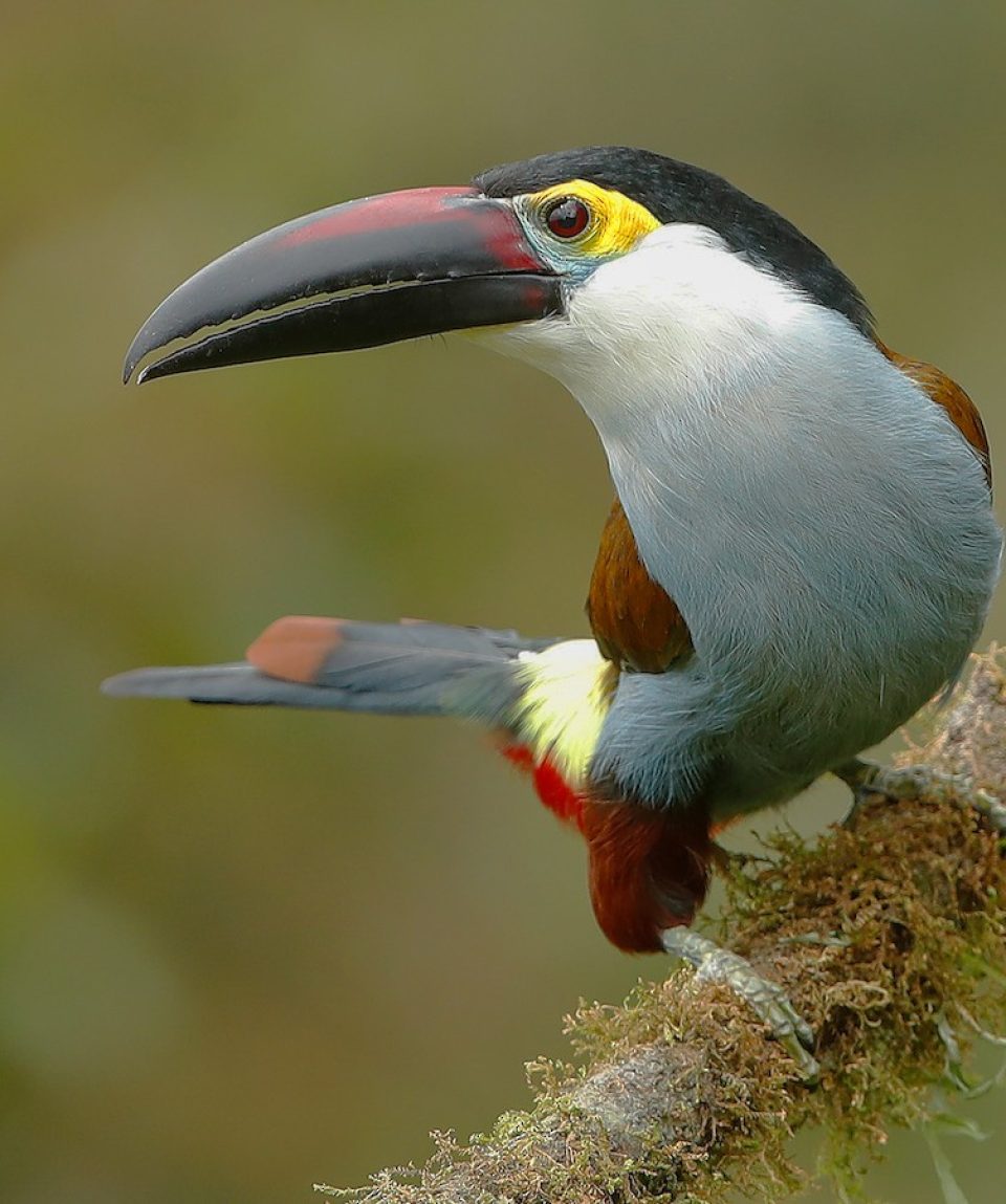 Mindo Birdwatching