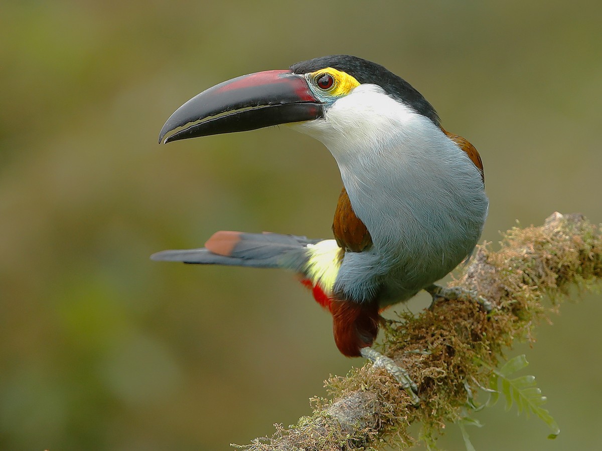 Mindo Birdwatching