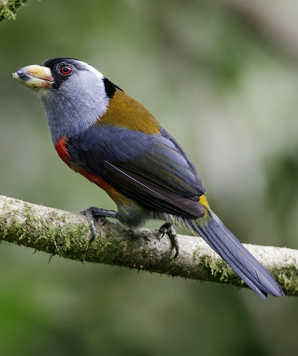 Mindo Birdwatching