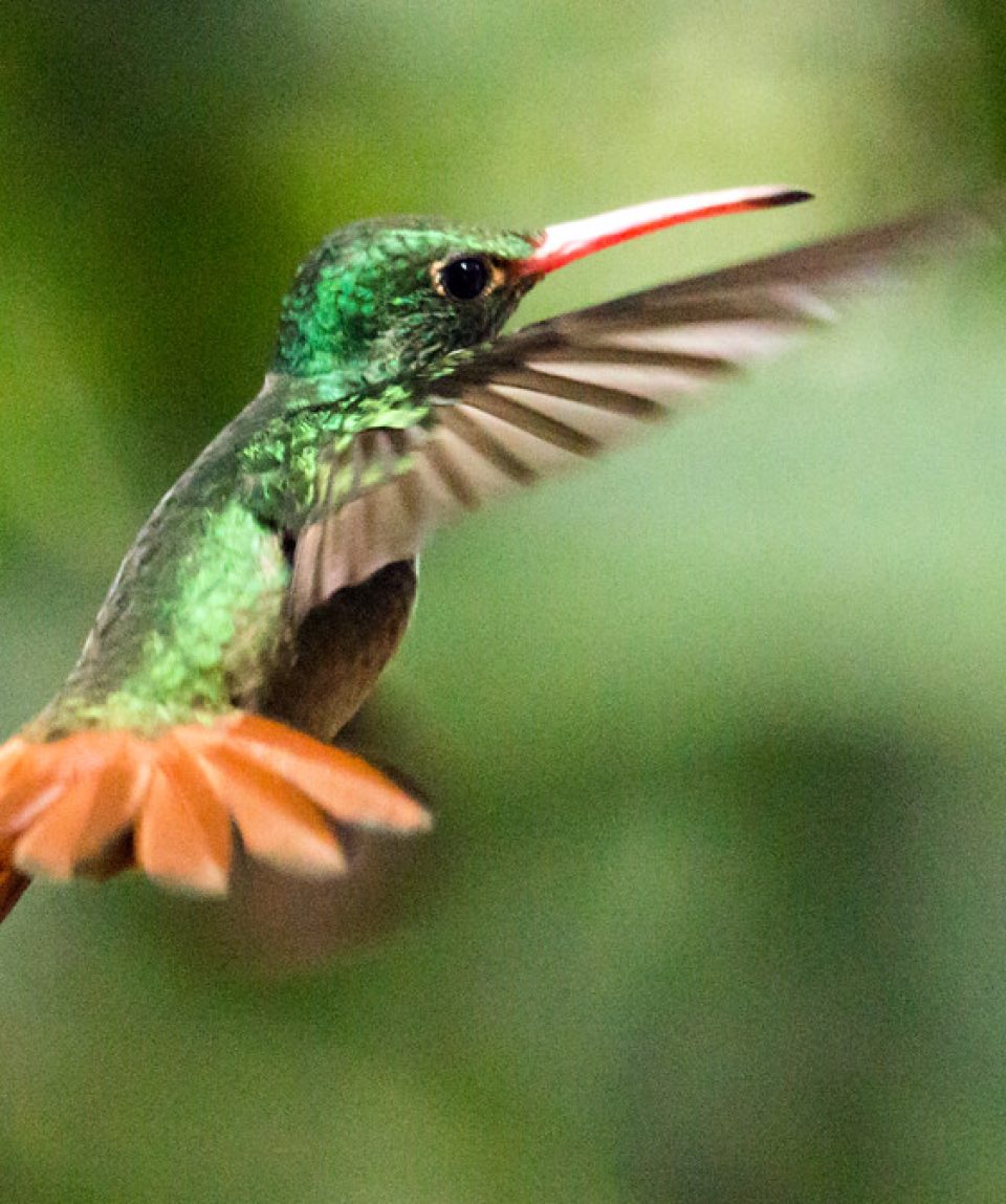 Mindo Birdwatching