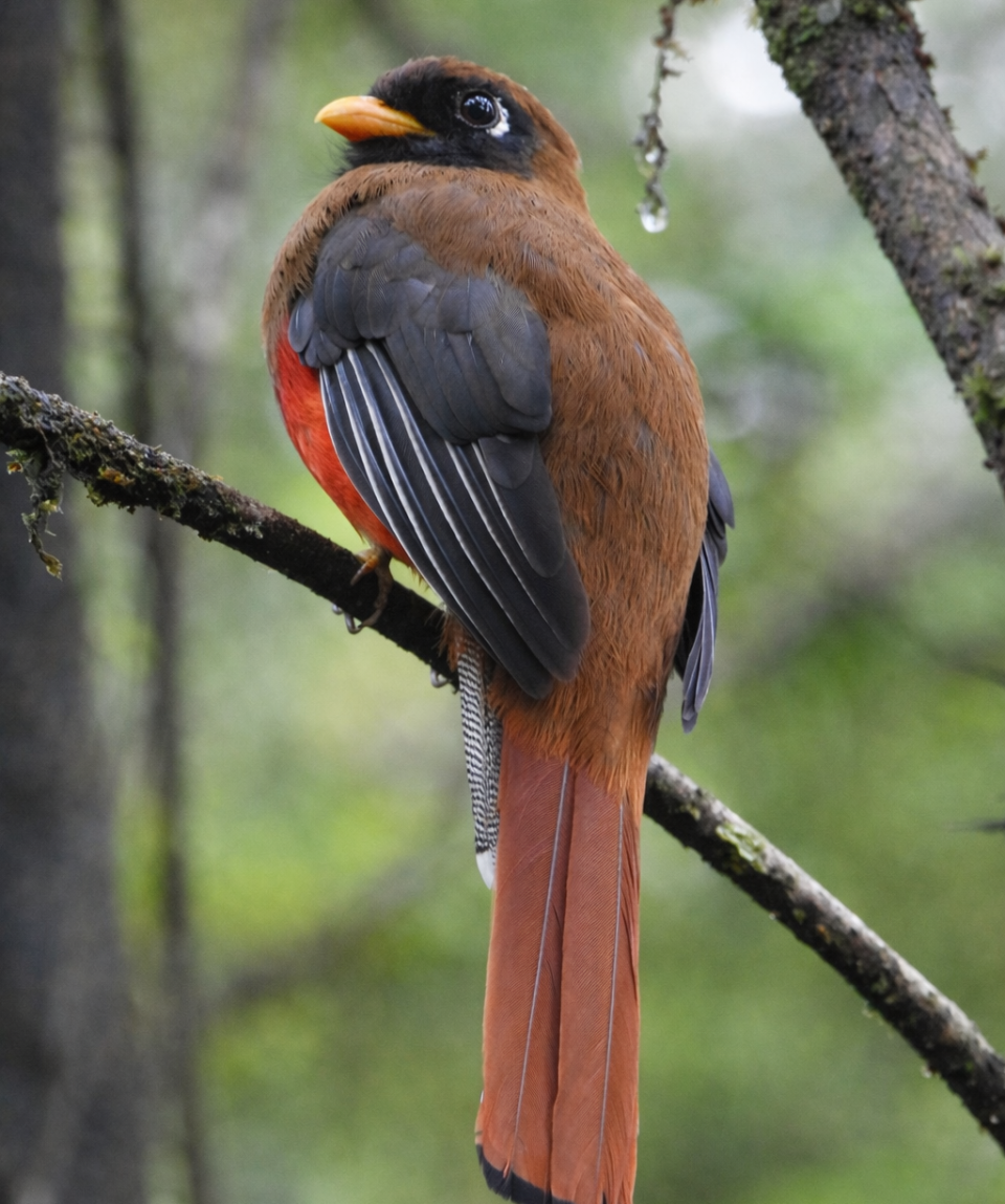 Trogon Collaris