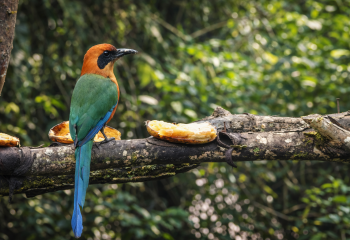 Birdwatching in Mindo