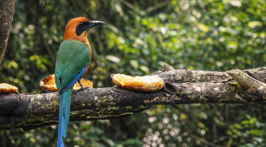 Birdwatching in Mindo