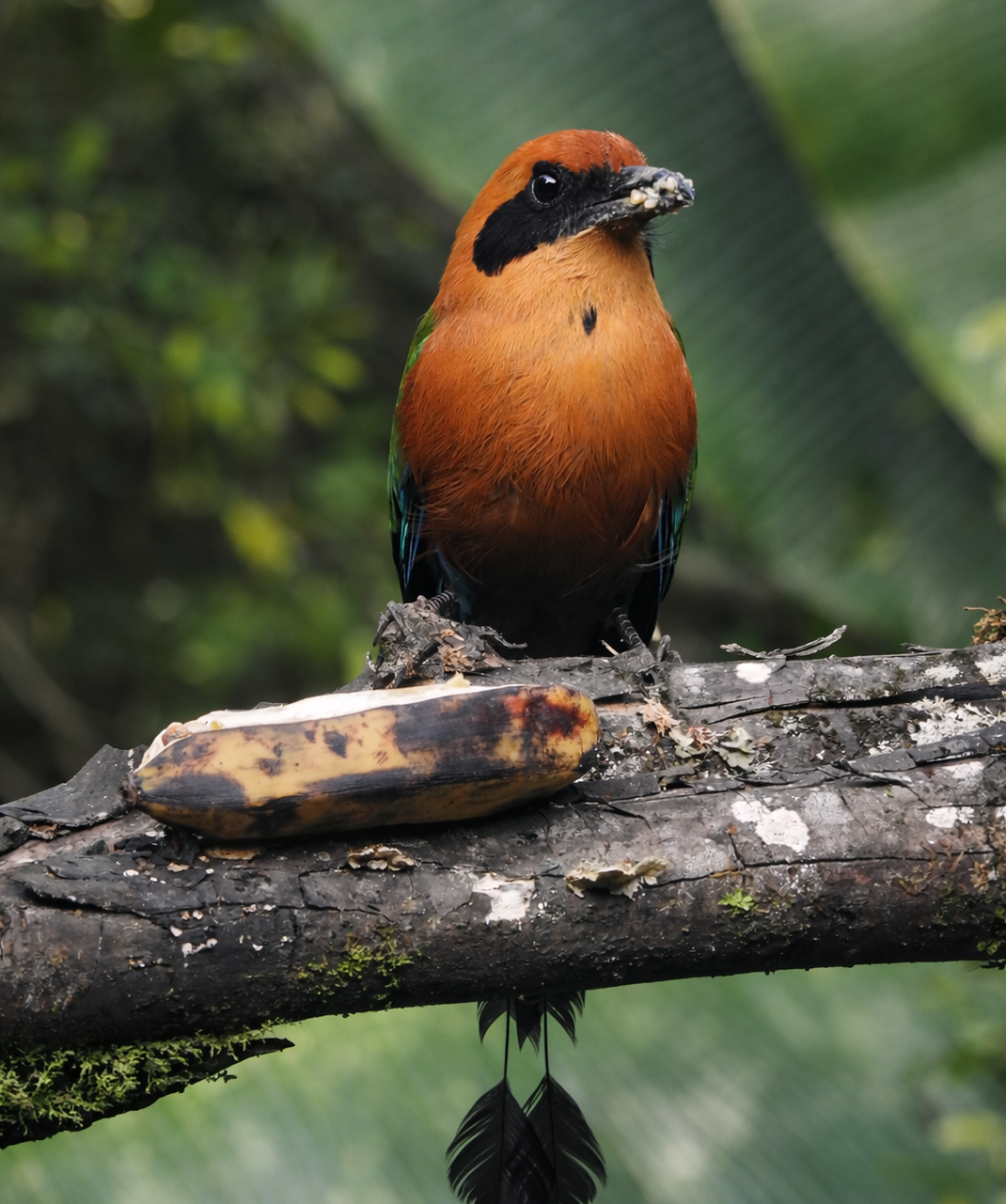 Birdwatching in Mindo