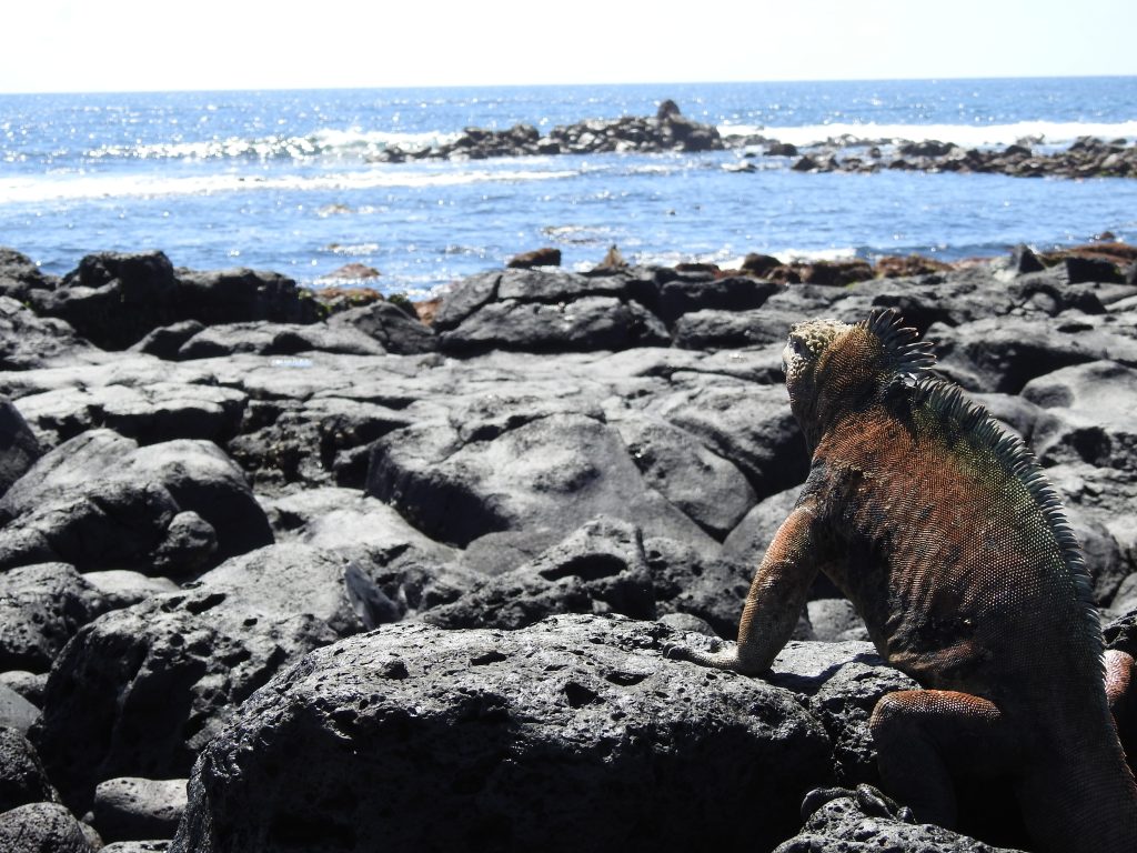 How Many Days Do You Really Need in the Galápagos Islands